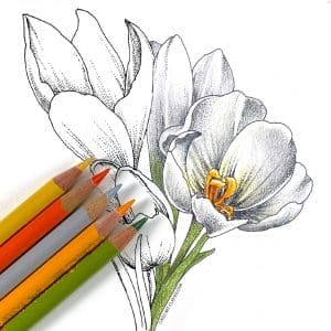 Snow Crocus