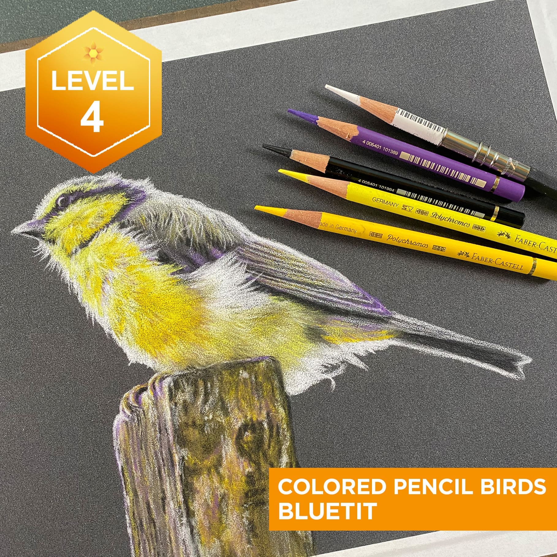 Drawing on Nature: Colored Pencil Birds - Blue Tit