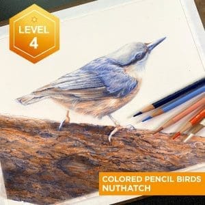 Drawing on Nature: Colored Pencil Birds - Nuthatch