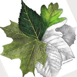 Leaf Circle