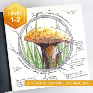 Nature Journaling: Spring