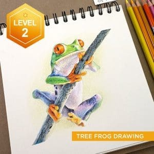 Tree Frog Drawing